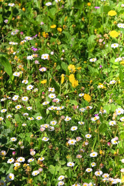 wildflower