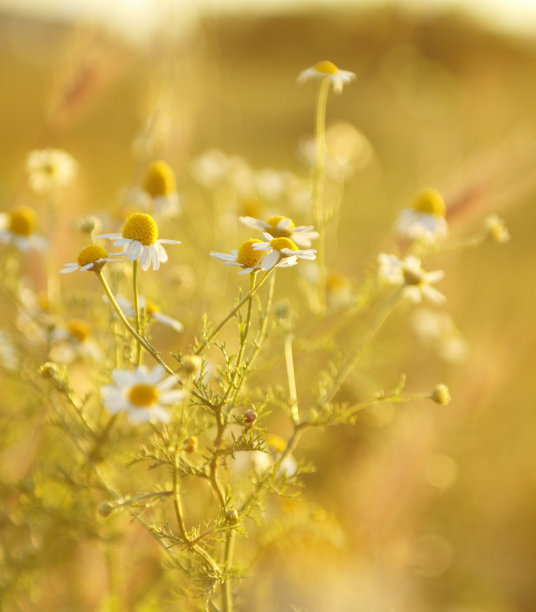 camomiles