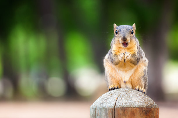 sciurus