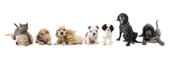 宠物猫宠物狗宠物店