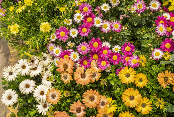 pyrethrum