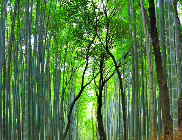 岚山,枝繁叶茂,小路