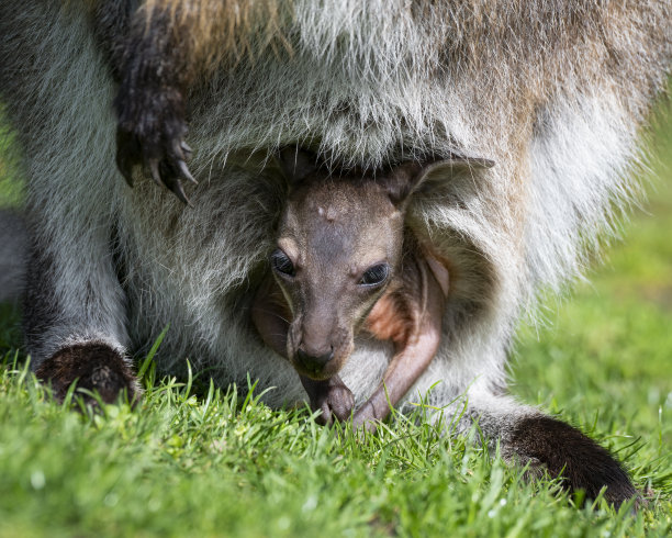 pouch