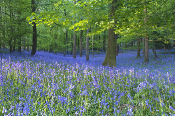 hyacinthoides