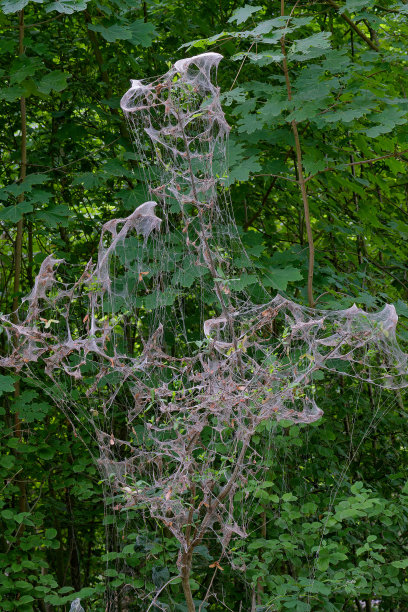 林中蜘蛛网