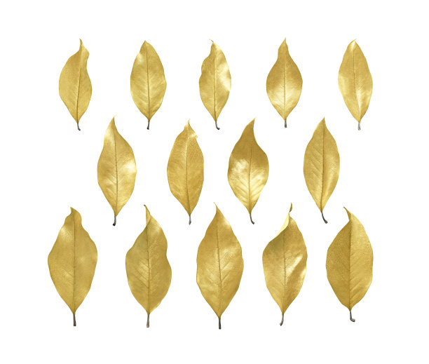 金黄树叶