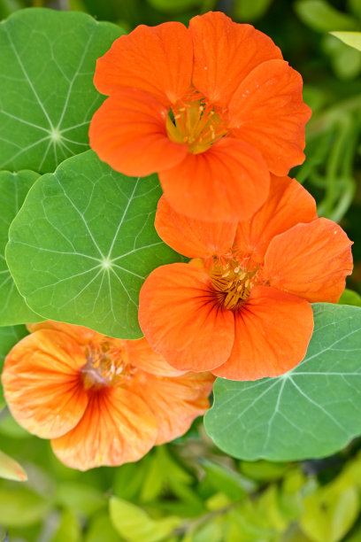 nasturtium