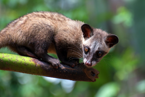 civet