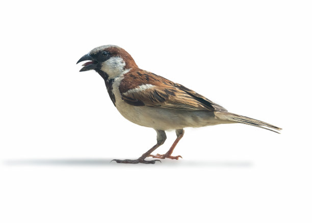 sparrow