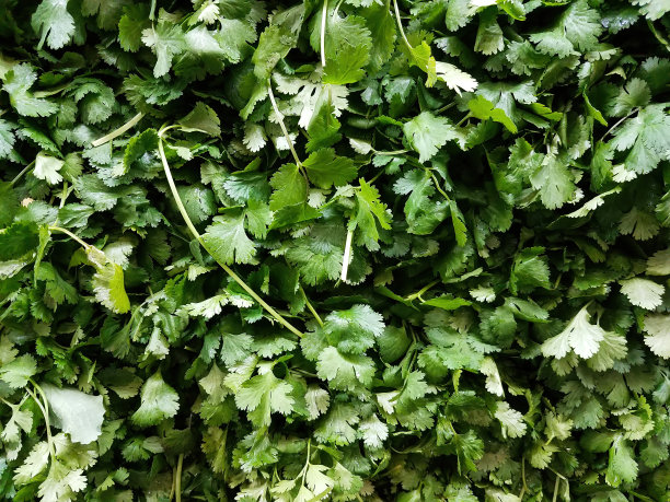 cilantro