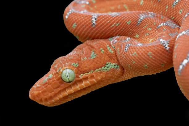 boa