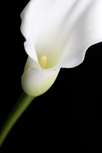 araceae