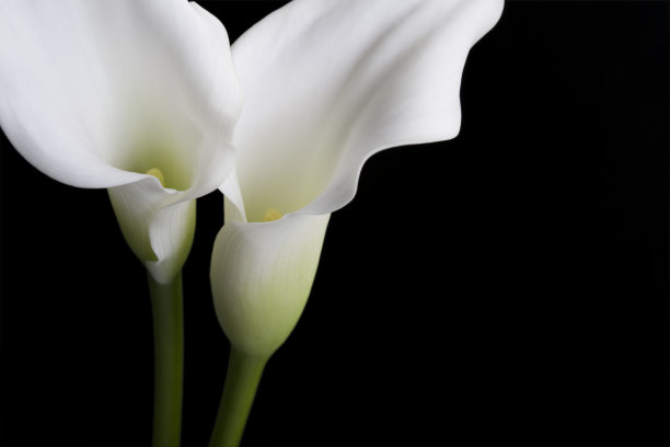 zantedeschia