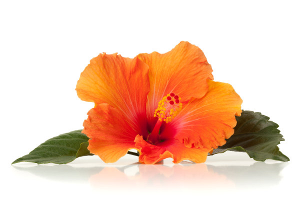hibiscus