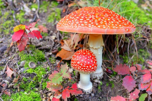 toadstool