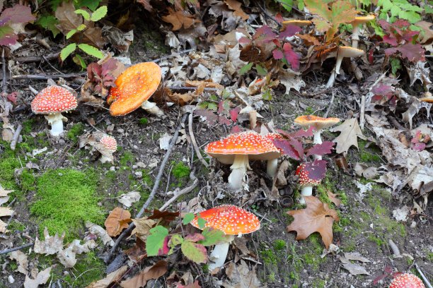 toadstool
