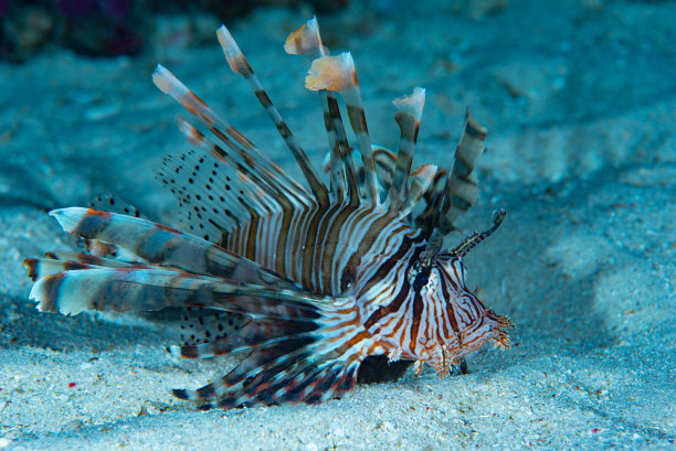 pterois