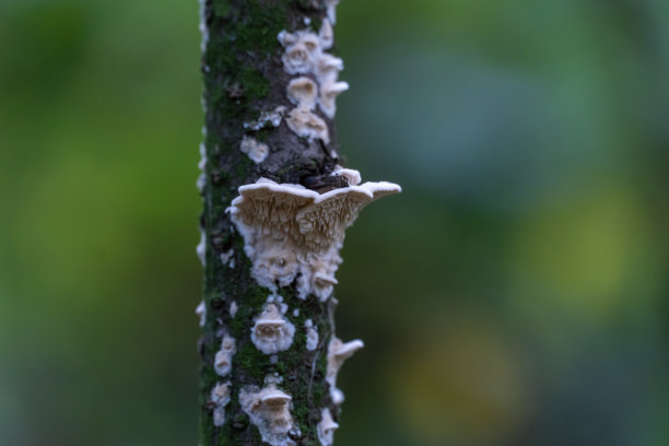 gills