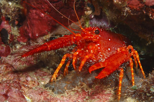 crustacean
