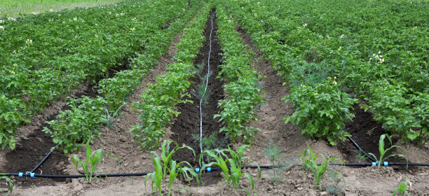 irrigation