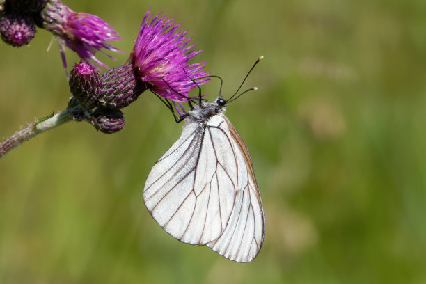 pieridae