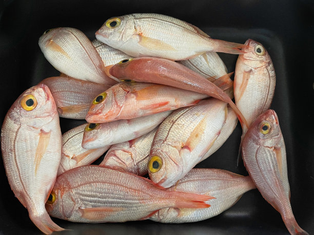 snapper