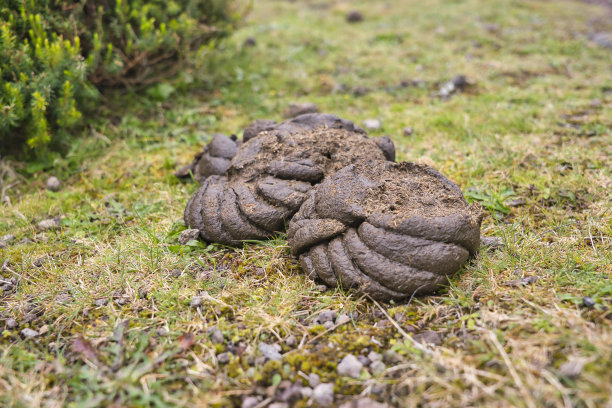 poo