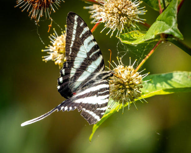 danaus