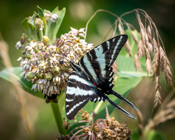 danaus