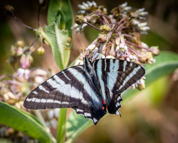 danaus