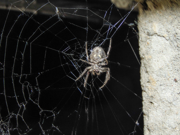 spider