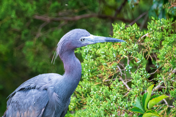 egretta