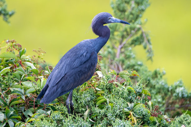 egretta