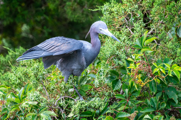 egretta
