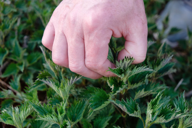 nettles