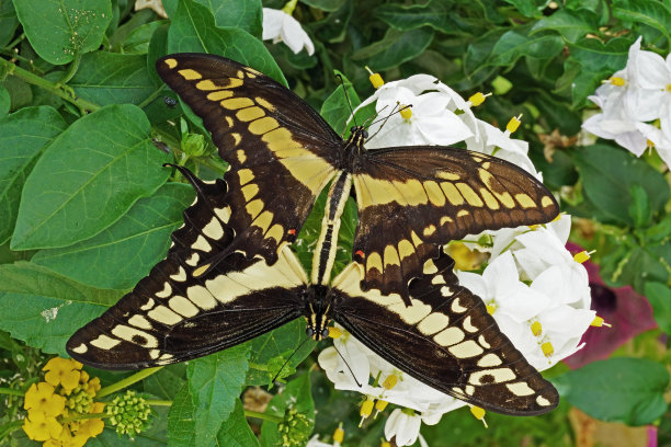swallowtail