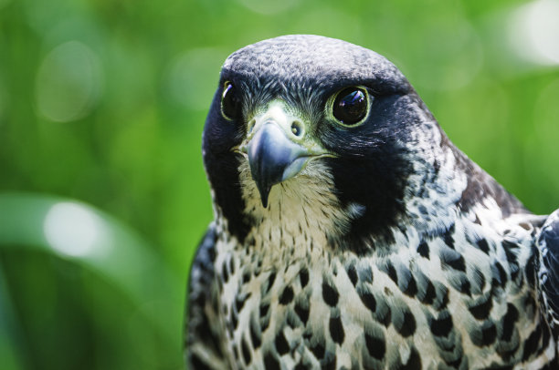falcon