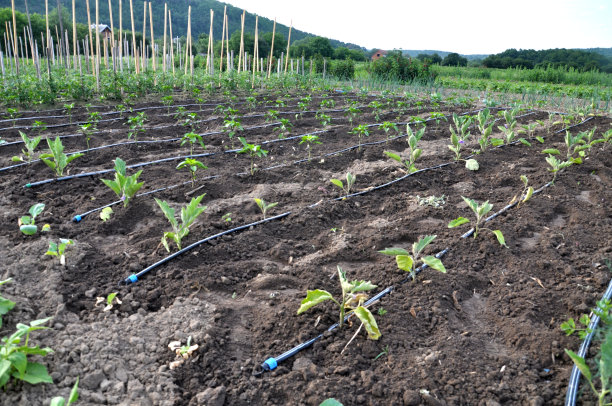 irrigation
