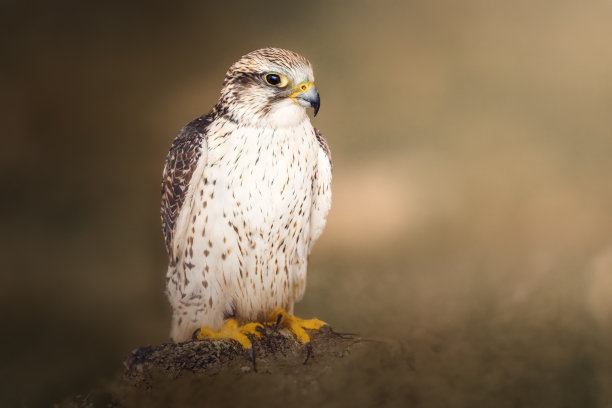falcon