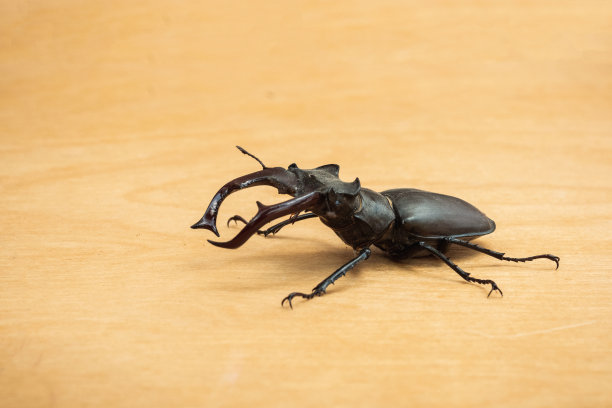 lucanus