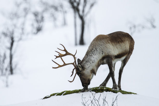 reindeer