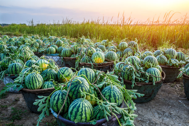 watermelon