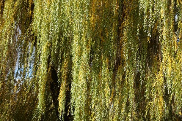 willow