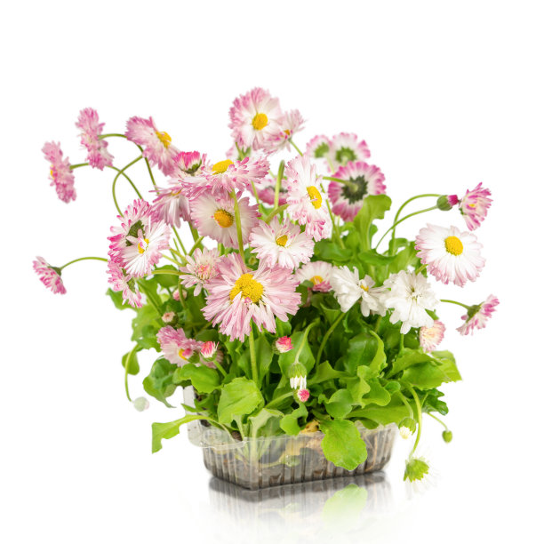 marguerite