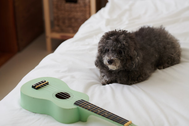 小狗与吉它