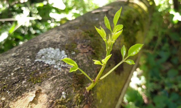 budding