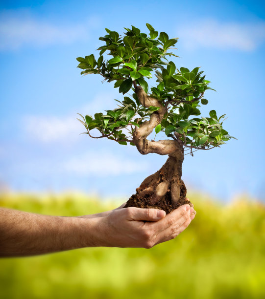 bonsai