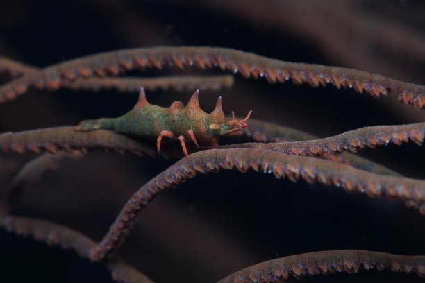 海洋 虾 鱼 生物