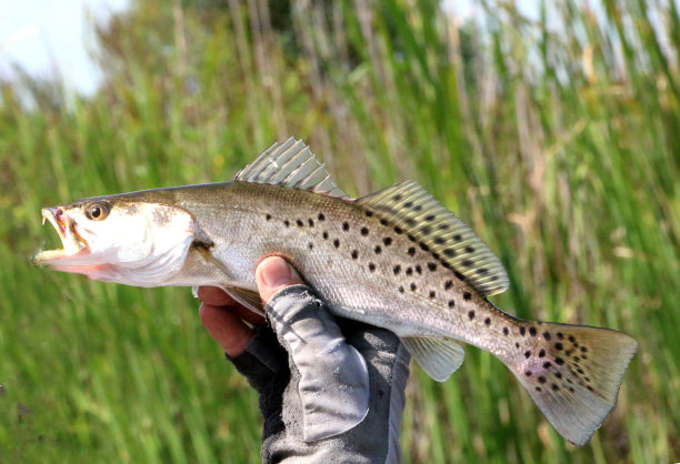 salvelinus