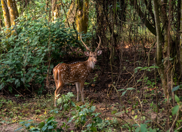 chitwan
